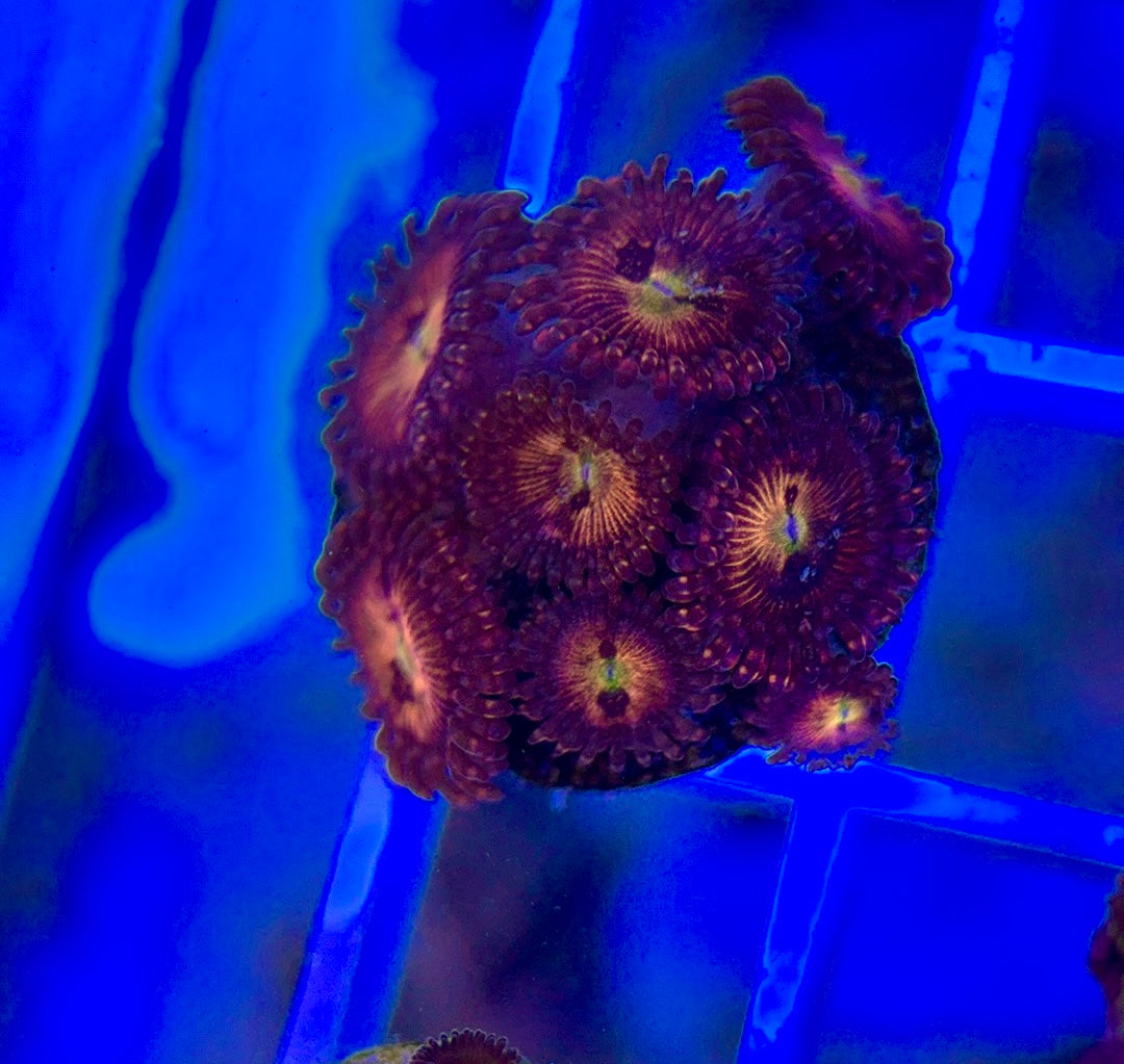 Aquacultured Zoanthids/Playthoa AZP050106 WYSIWYG