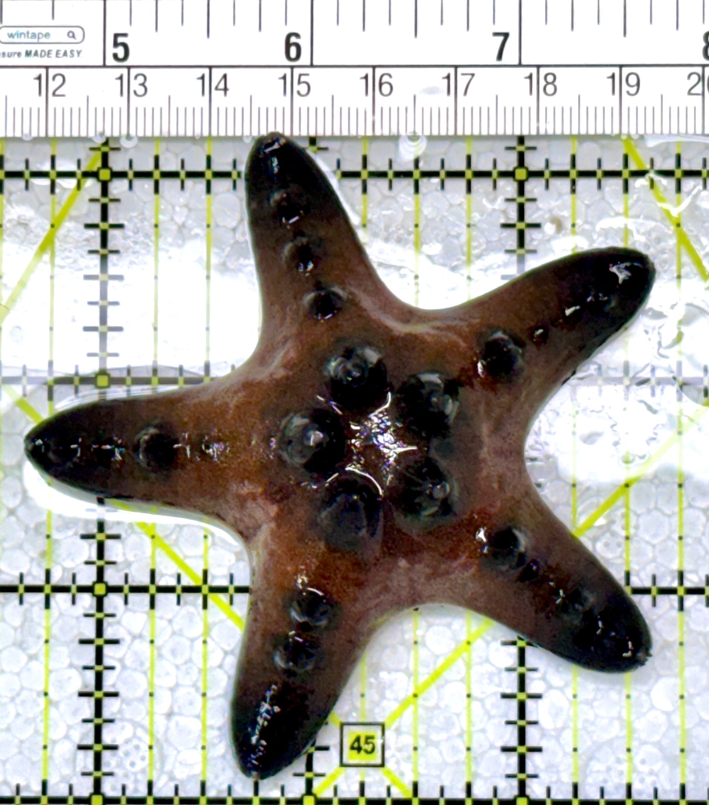 Chocolate Chip Starfish CCS122901 WYSIWYG Size: 2.75"