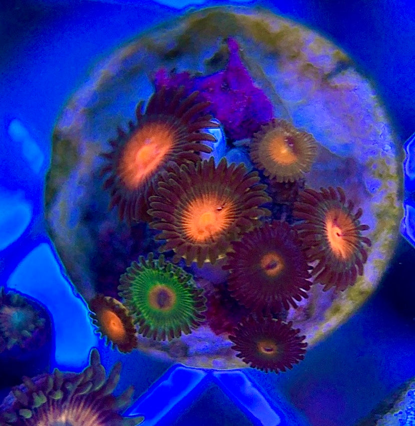 Aquacultured Zoanthids/Playthoa AZP050103 WYSIWYG