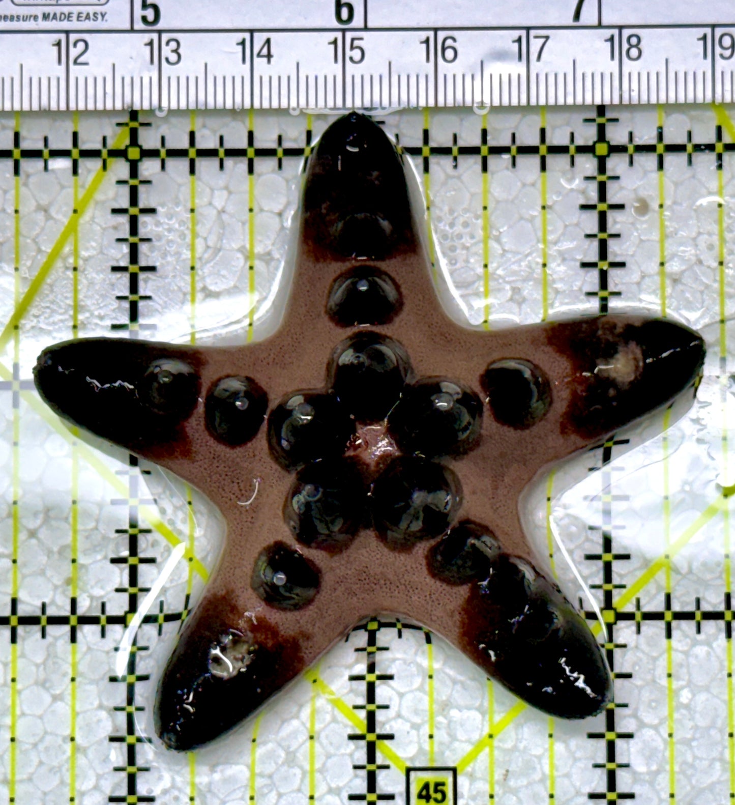 Chocolate Chip Starfish CCS122902 WYSIWYG Size: 3"