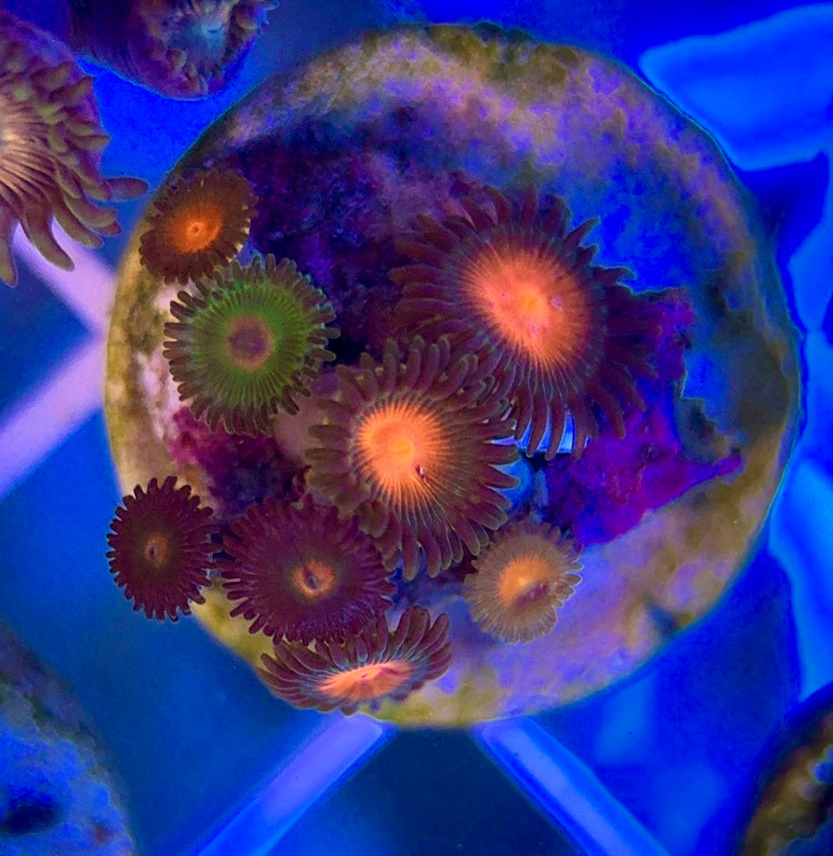 Aquacultured Zoanthids/Playthoa AZP050103 WYSIWYG