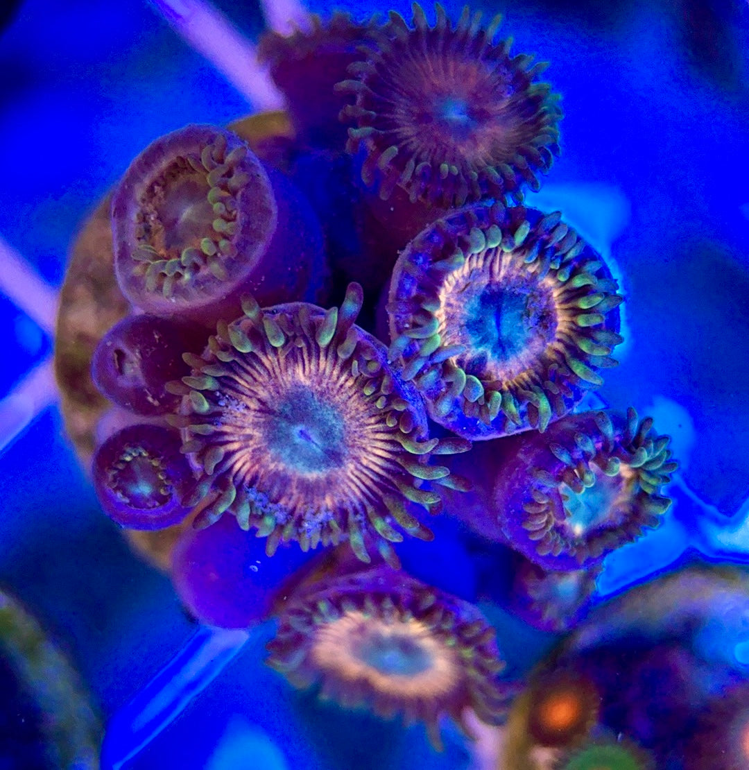 Aquacultured Zoanthids/Playthoa AZP050105 WYSIWYG