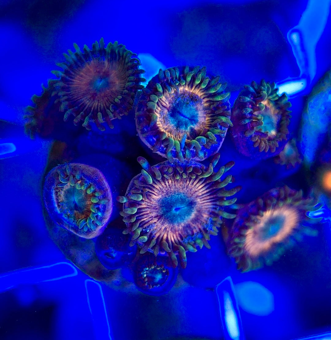 Aquacultured Zoanthids/Playthoa AZP050105 WYSIWYG