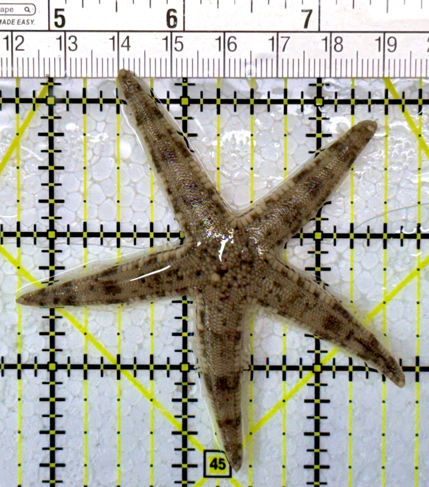 Sand Shifting Starfish SSS122901 WYSIWYG Size: 2.75"