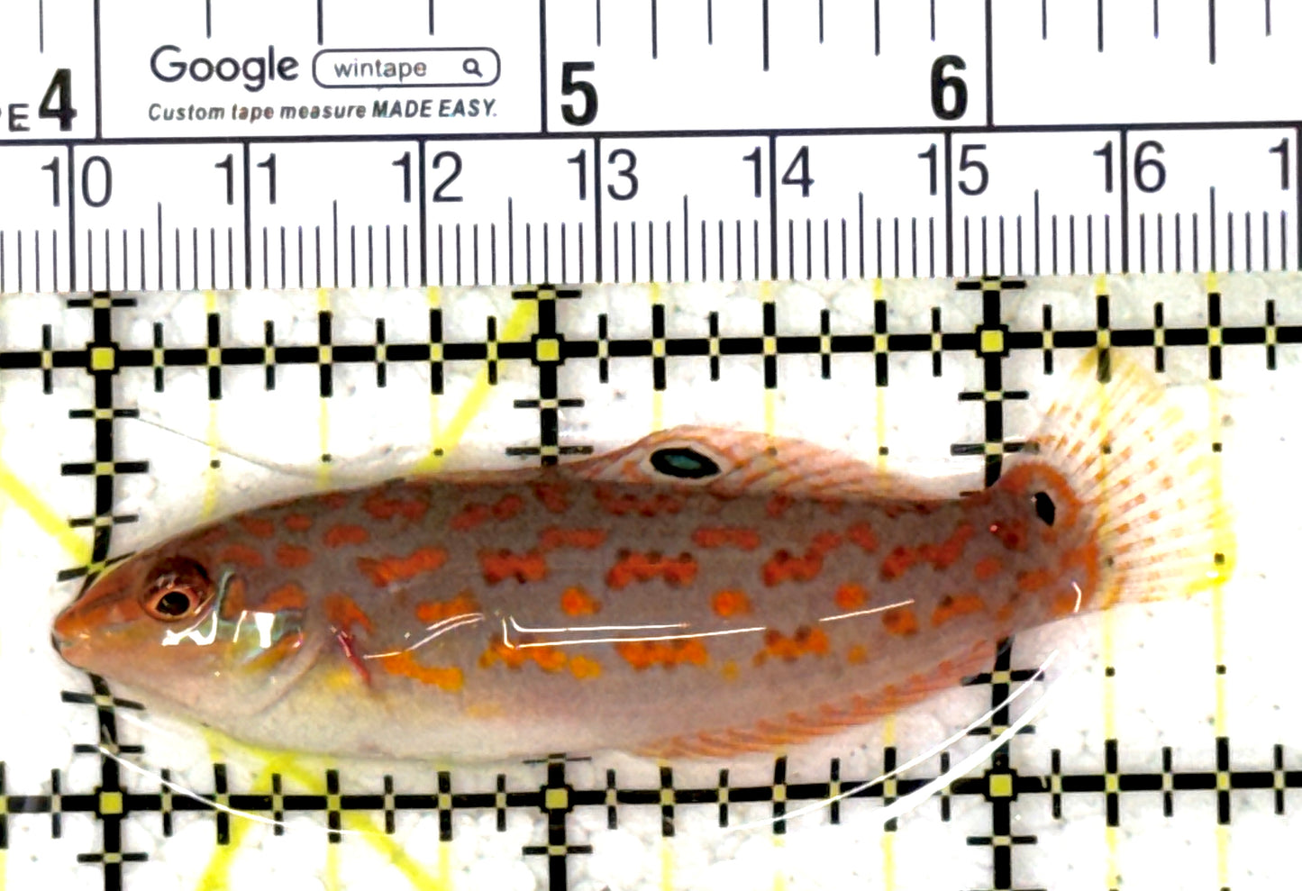 Timor Wrasse TW120201 WYSIWYG Size: ML 2.75" approx