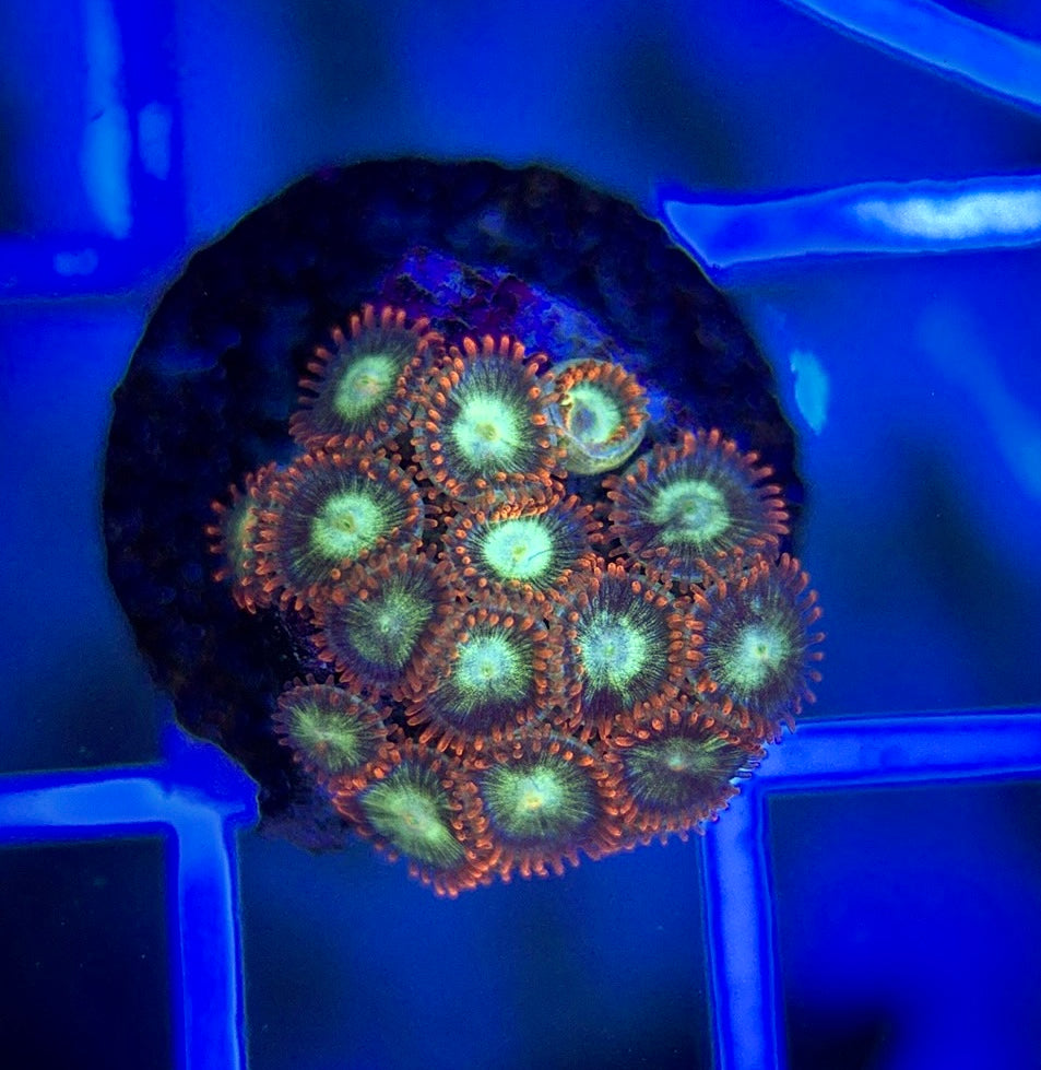 Aquacultured Zoanthids/Playthoa AZP050106 WYSIWYG