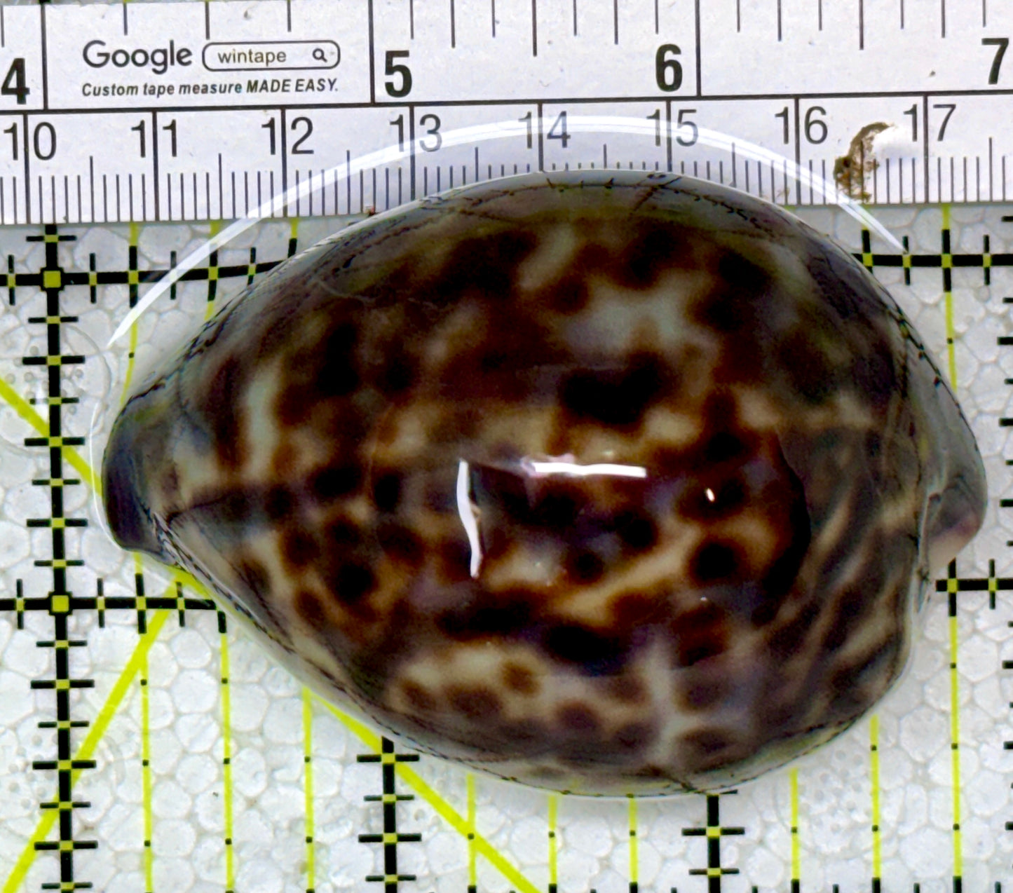 Tiger Cowrie Snail TCS122902 WYSIWYG Size: 2.75"