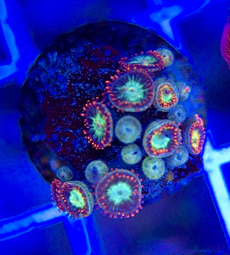 Aquacultured Zoanthids/Playthoa AZP050108 WYSIWYG