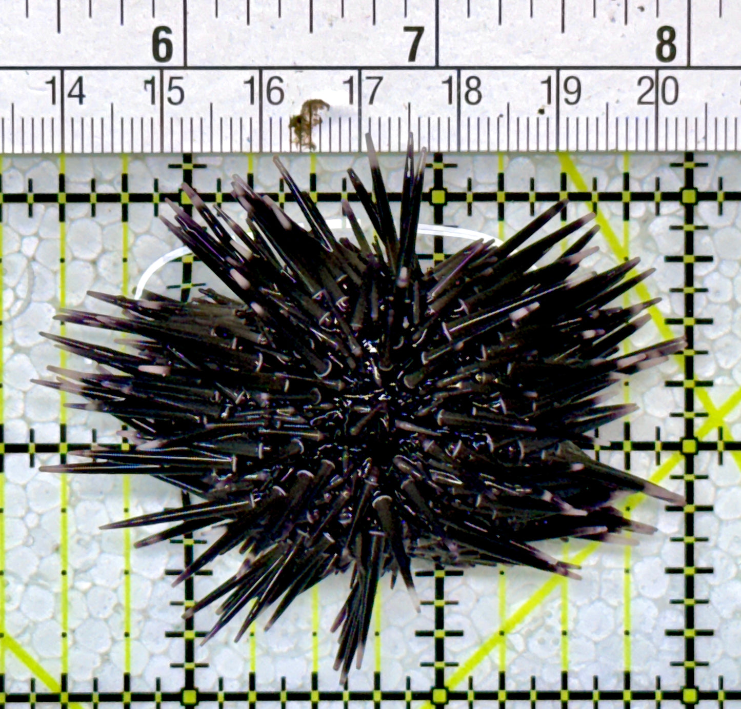 Pencil Urchin PU122902 WYSIWYG Size: 2.5"