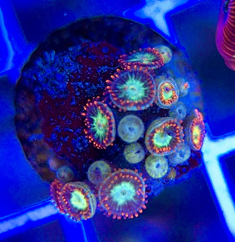 Aquacultured Zoanthids/Playthoa AZP050108 WYSIWYG