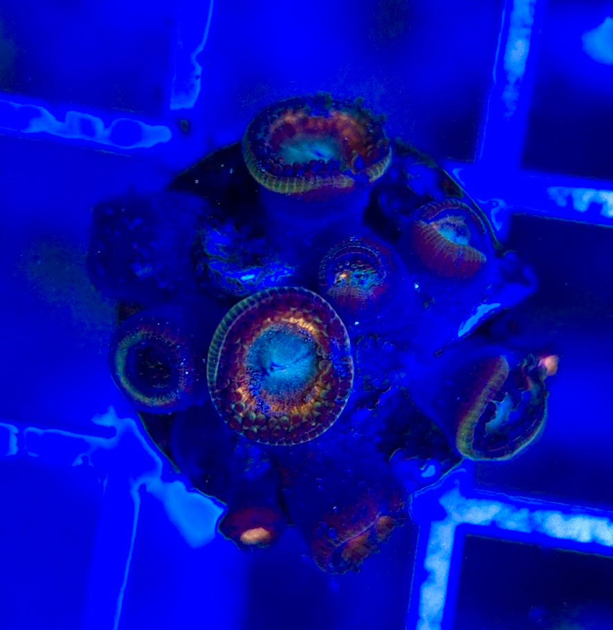 Aquacultured Zoanthids/Playthoa AZP050109 WYSIWYG