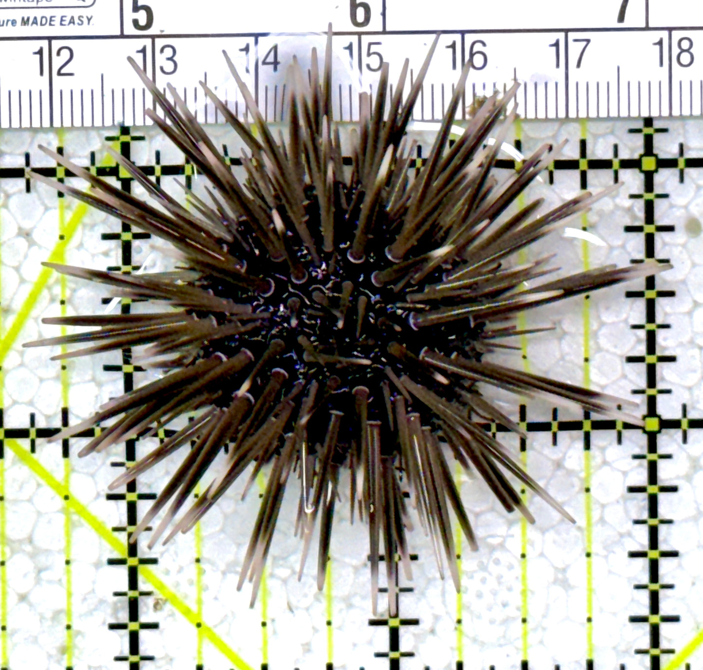 Pencil Urchin PU122904 WYSIWYG Size: 2.25"