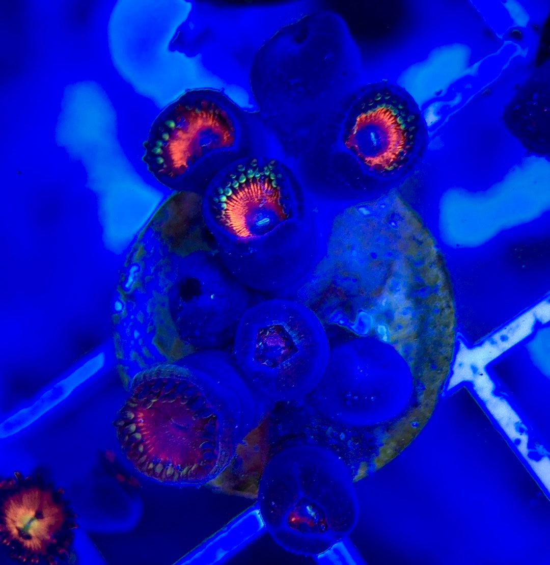 Aquacultured Zoanthids/Playthoa AZP050104 WYSIWYG