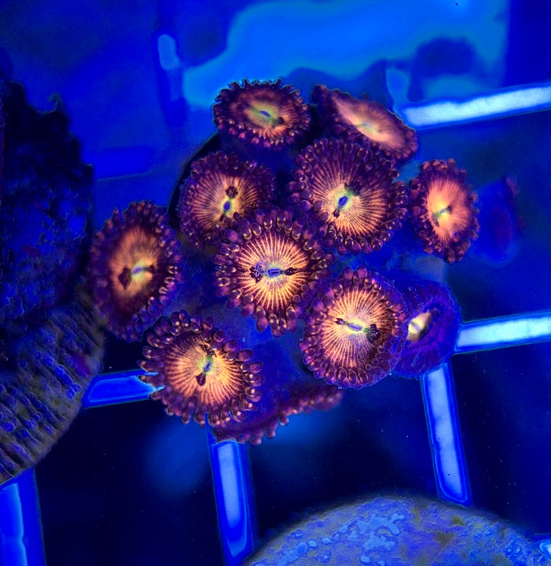 Aquacultured Zoanthids/Playthoa AZP050110 WYSIWYG