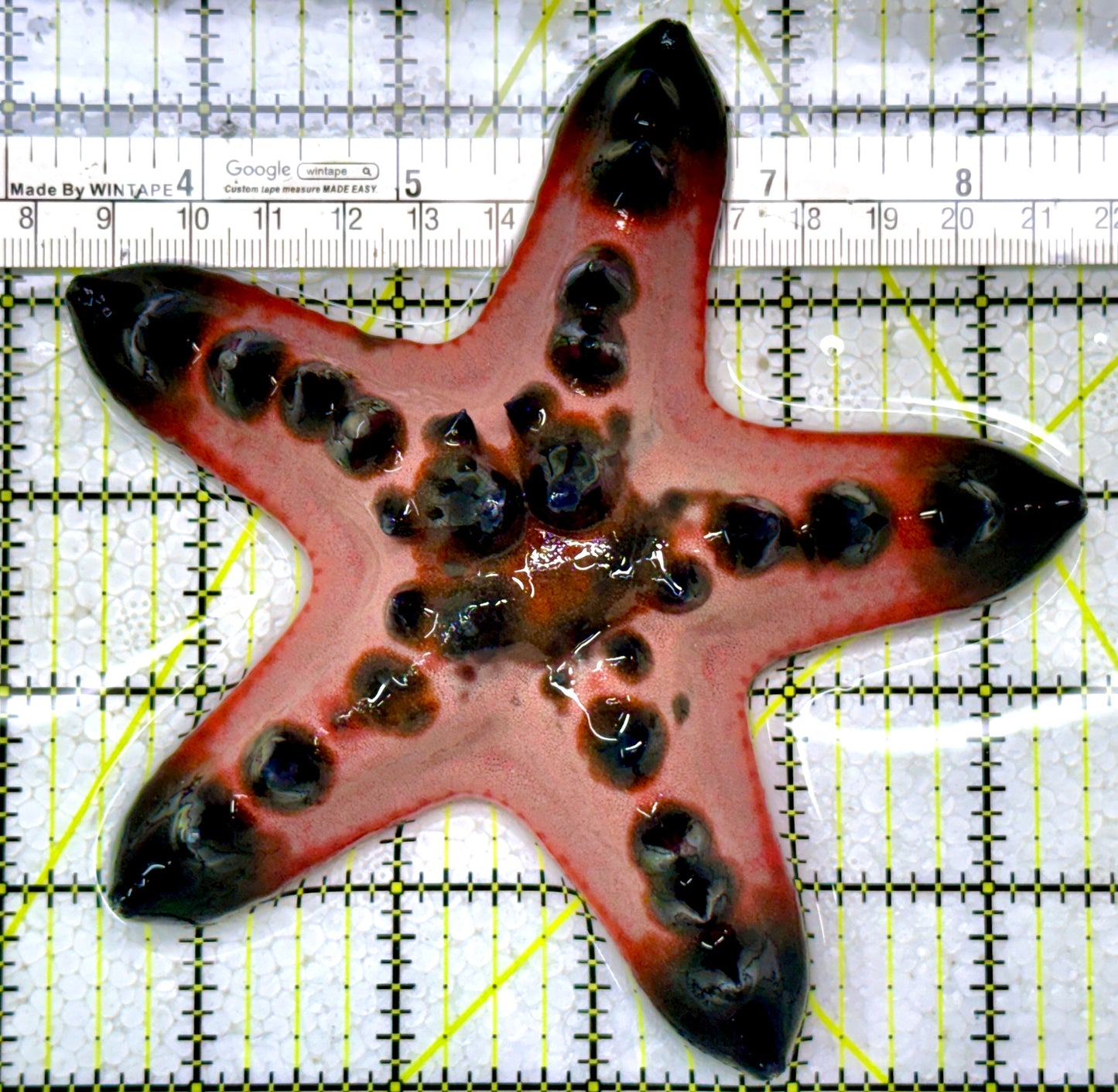Chocolate Chip Starfish CCS122905 WYSIWYG Size: 5.25"