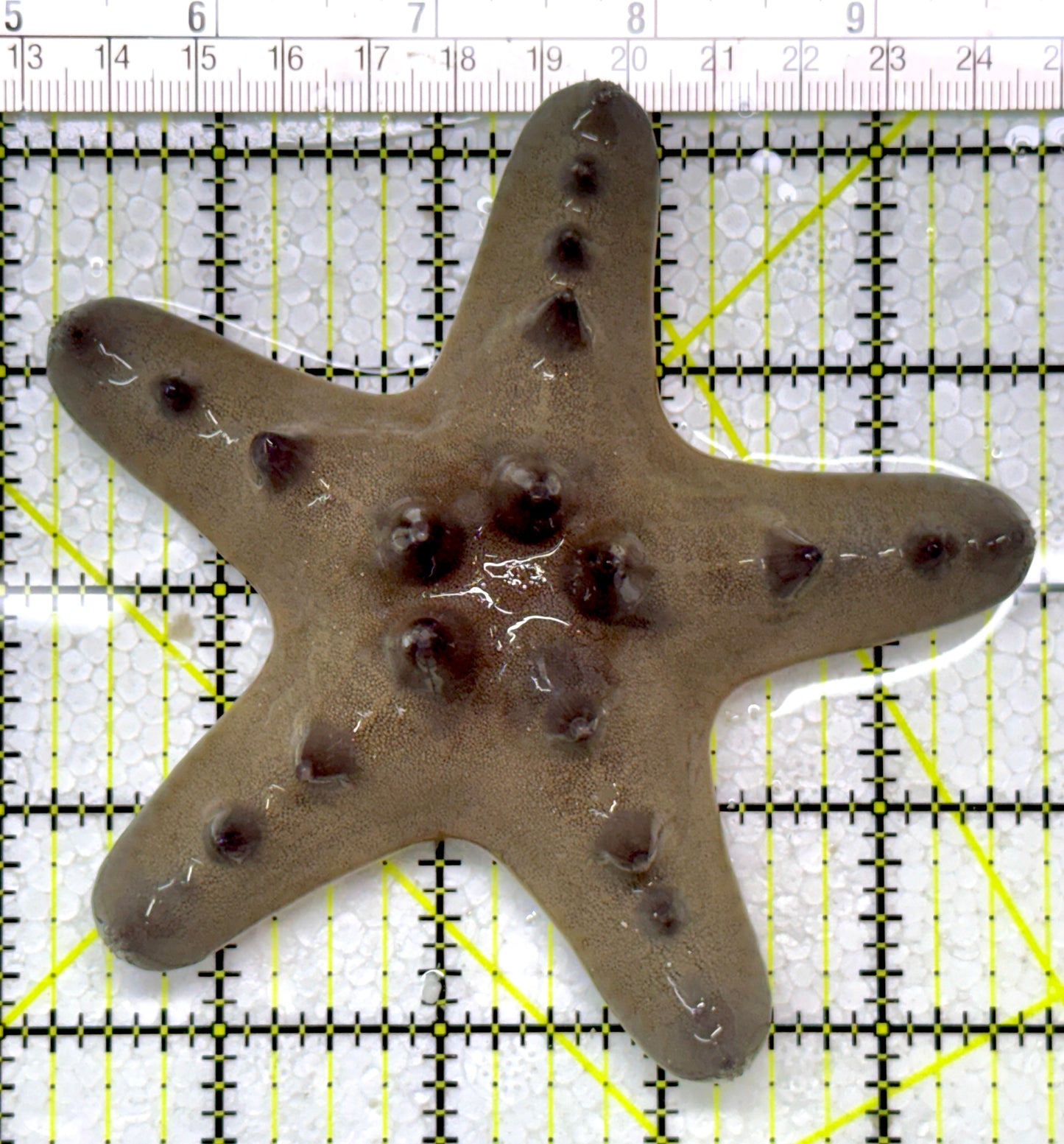 Chocolate Chip Starfish CCS122904 WYSIWYG Size:4.5"