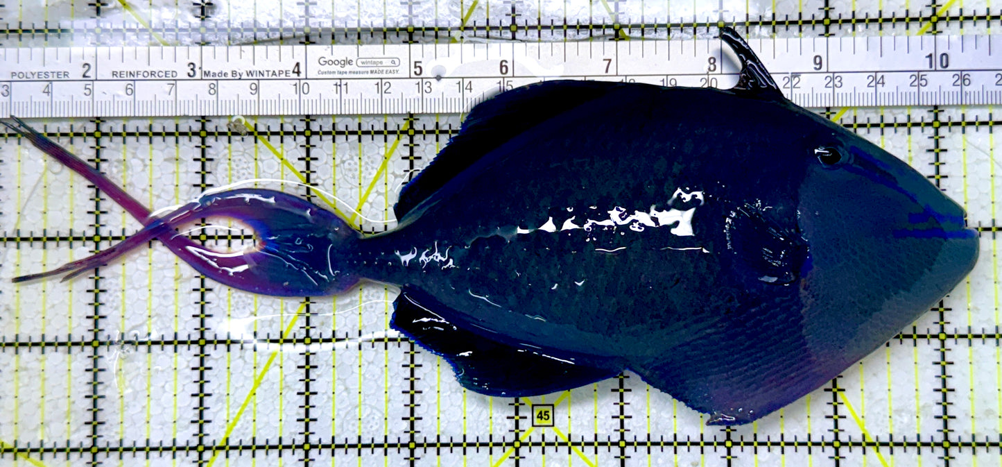 Niger Triggerfish NT122901 WYSIWYG Size: XXXL/SHOW 9.25"