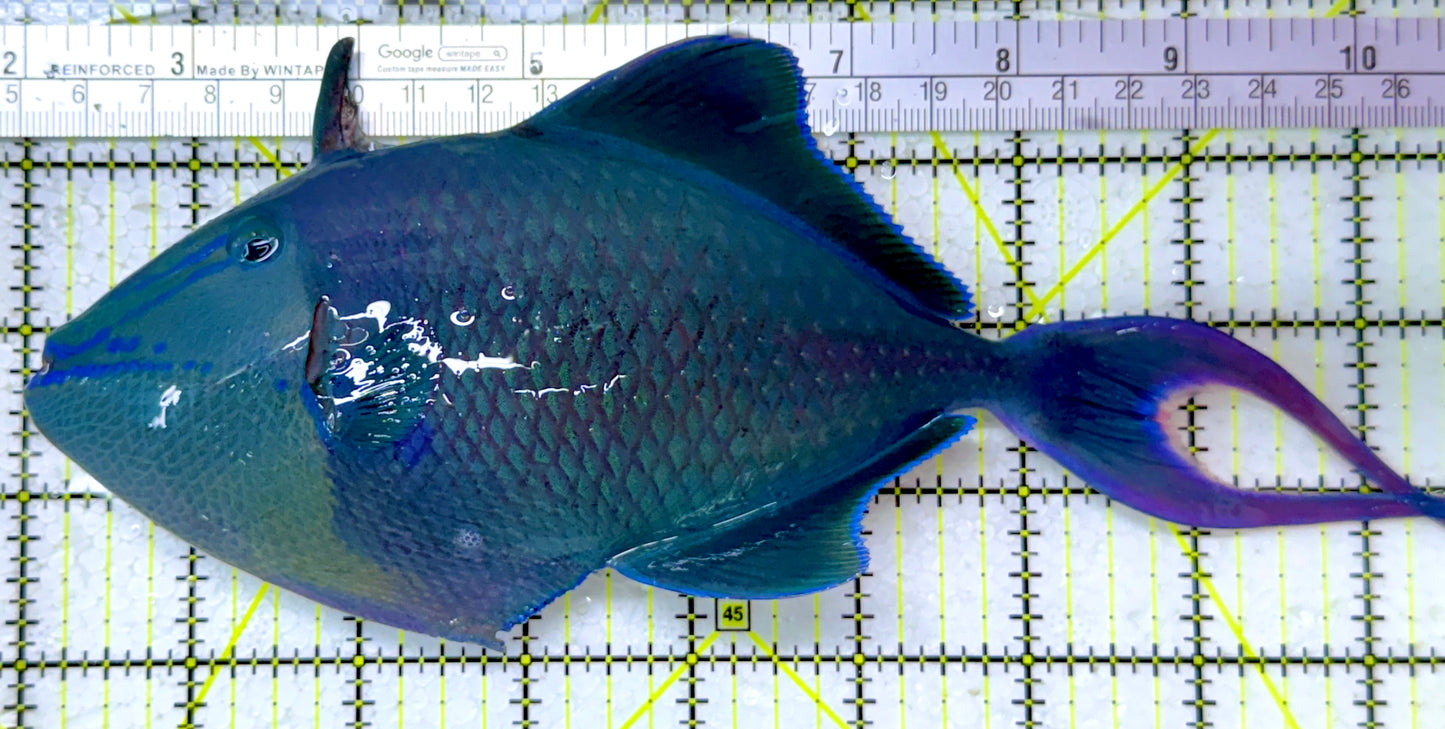Niger Triggerfish NT122902 WYSIWYG Size: XXXL/SHOW 9"