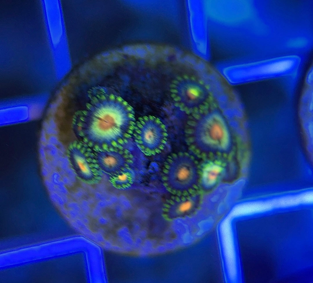 Aquacultured Zoanthids/Playthoa AZP050102 WYSIWYG