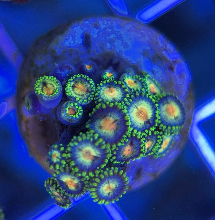 Aquacultured Zoanthids/Playthoa AZP050103 WYSIWYG