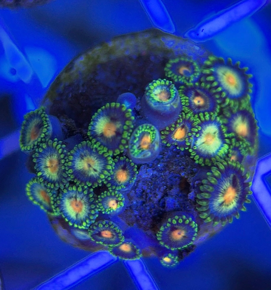 Aquacultured Zoanthids/Playthoa AZP050105 WYSIWYG