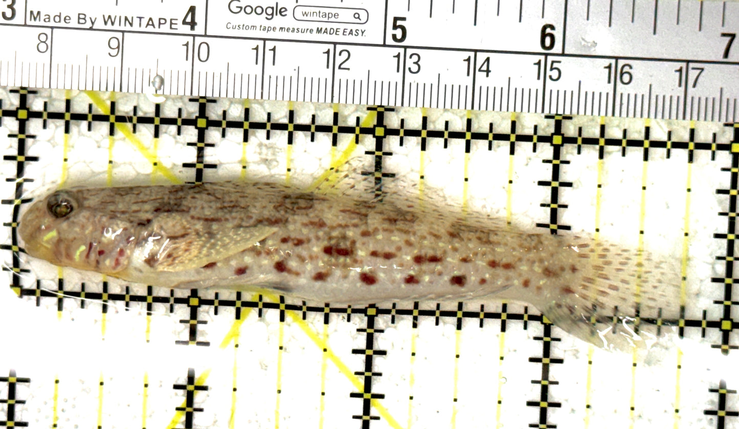 Ornate Goby OG120201 WYSIWYG Size: L 3.75" approx