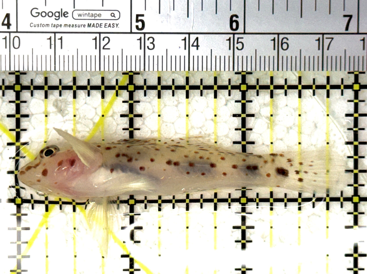 Cave Transparent Fusi Cleaner Goby CTFCG120201 WYSIWYG Size: XL 3" approx