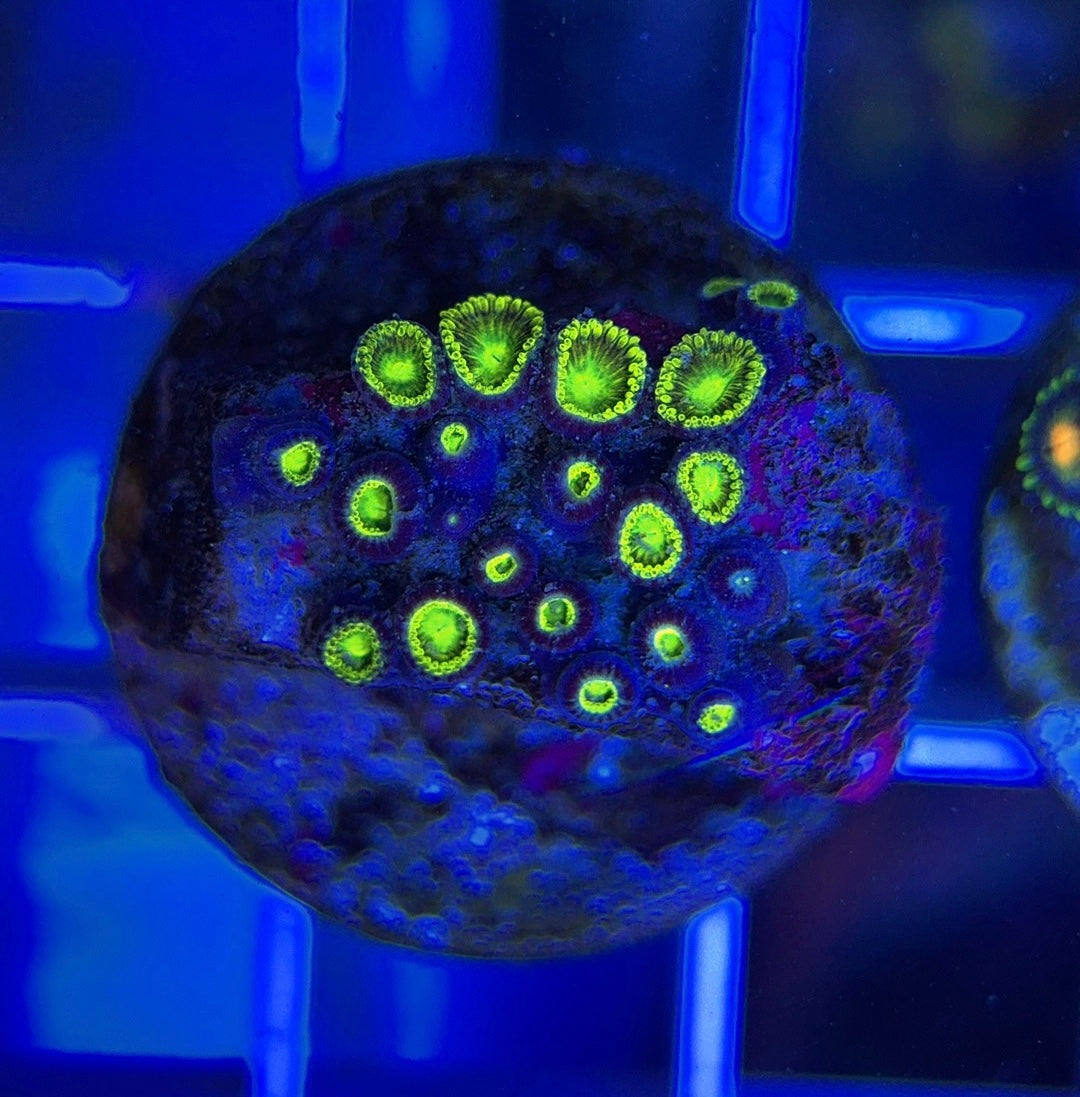 Aquacultured Zoanthids/Playthoa AZP050108 WYSIWYG