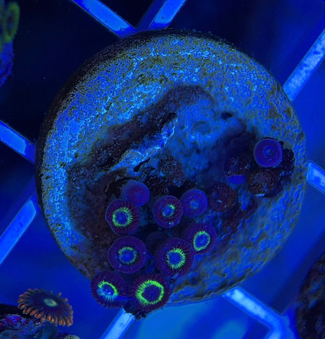 Aquacultured Zoanthids/Playthoa AZP050110 WYSIWYG