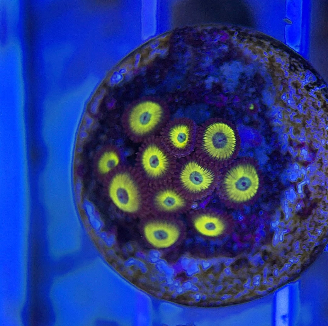 Aquacultured Zoanthids/Playthoa AZP050112 WYSIWYG