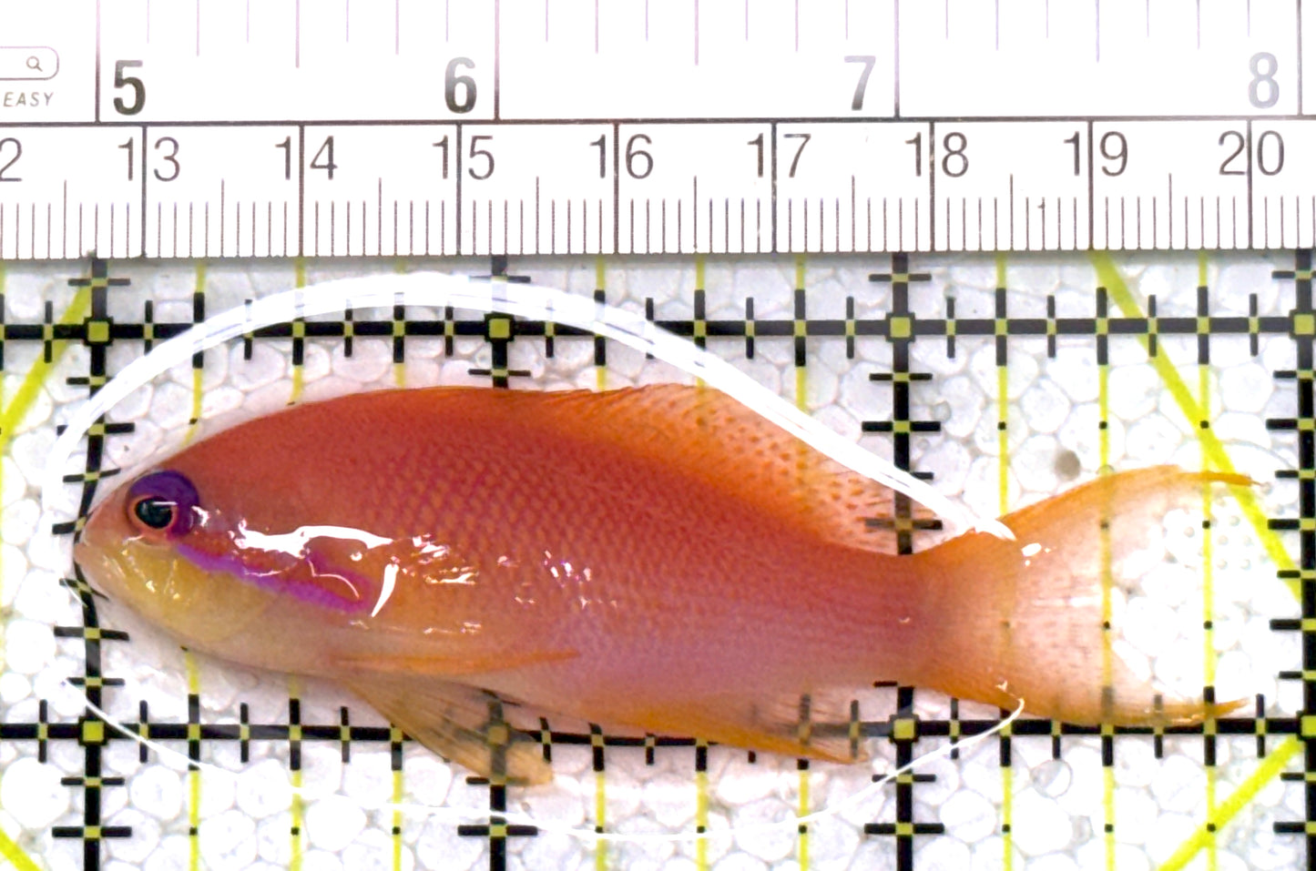 Female Lyretail Anthias (Maldives) FLA122902 WYSIWYG Size: M 2.75" approx