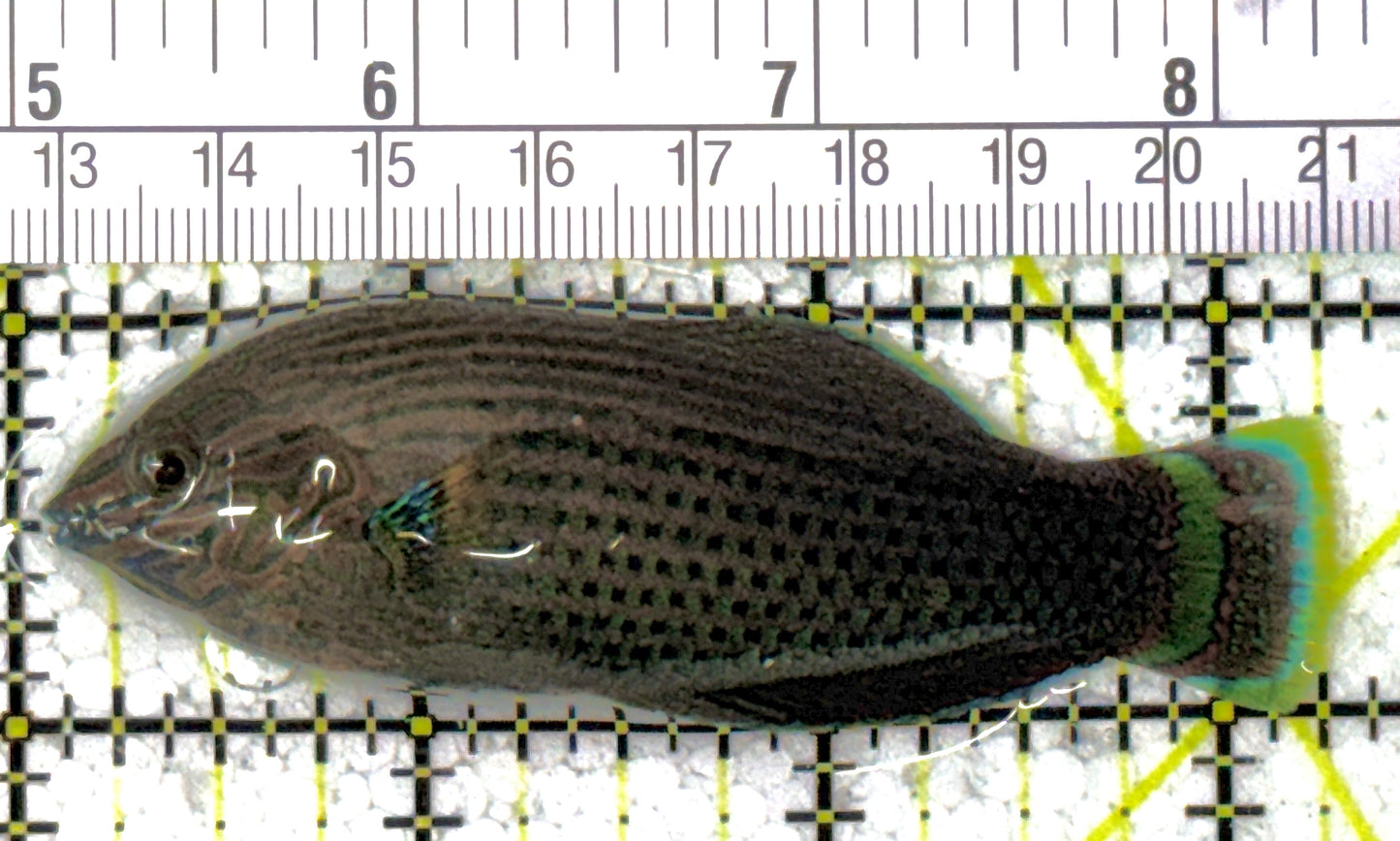 Dusky Wrasse DW120201 WYSIWYG Size: XL 3.25" approx