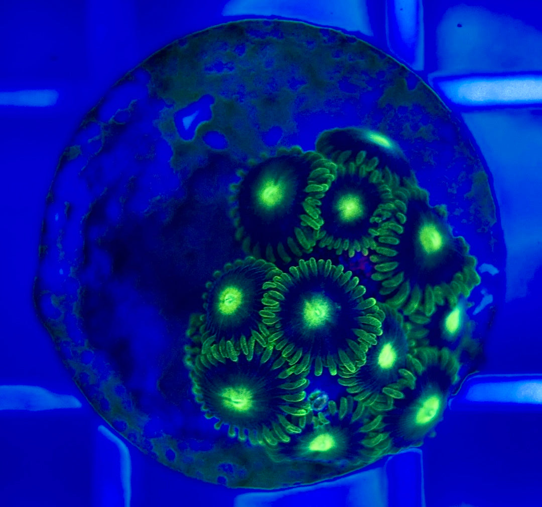 Aquacultured Zoanthids/Playthoa AZP050202 WYSIWYG