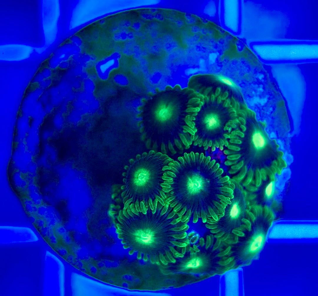 Aquacultured Zoanthids/Playthoa AZP050202 WYSIWYG