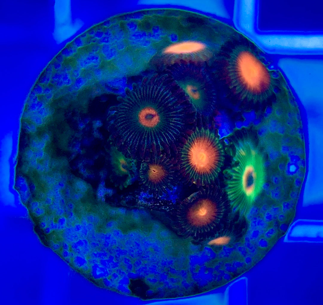 Aquacultured Zoanthids/Playthoa AZP050203 WYSIWYG