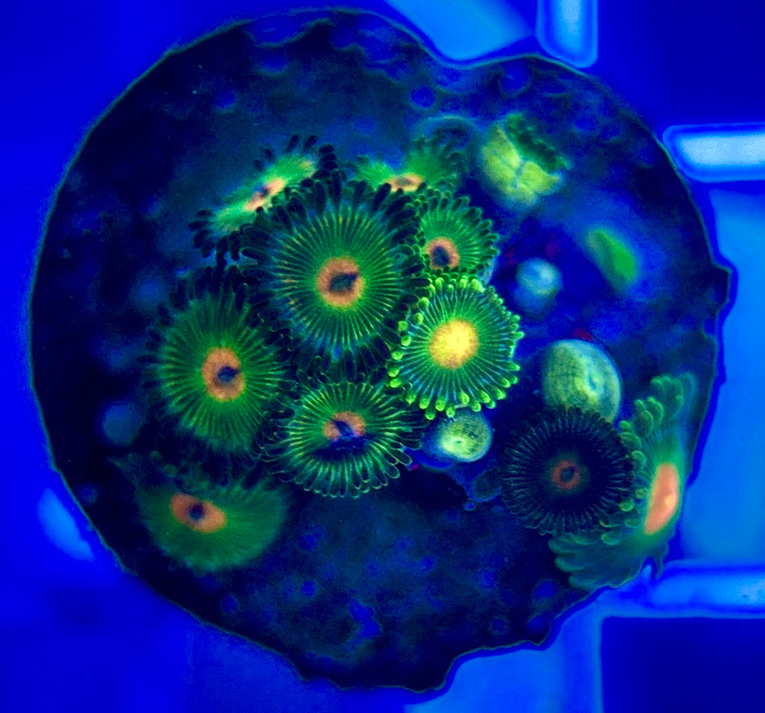 Aquacultured Zoanthids/Playthoa AZP050204 WYSIWYG