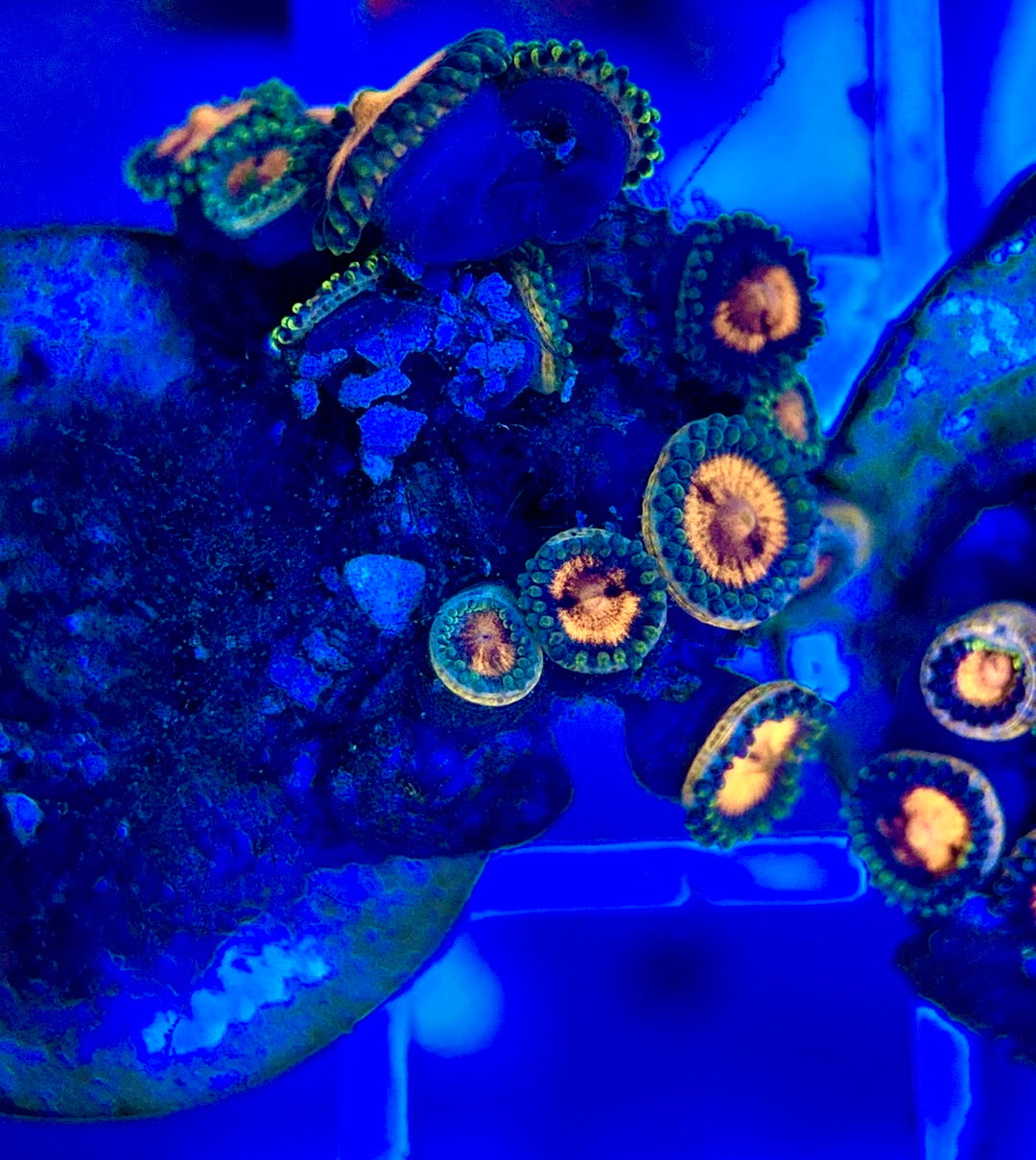 Aquacultured Zoanthids/Playthoa AZP050205 WYSIWYG
