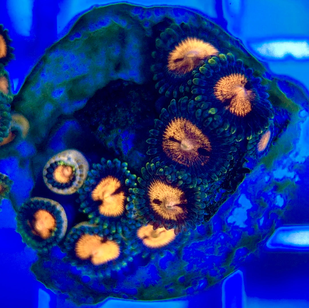Aquacultured Zoanthids/Playthoa AZP050206 WYSIWYG