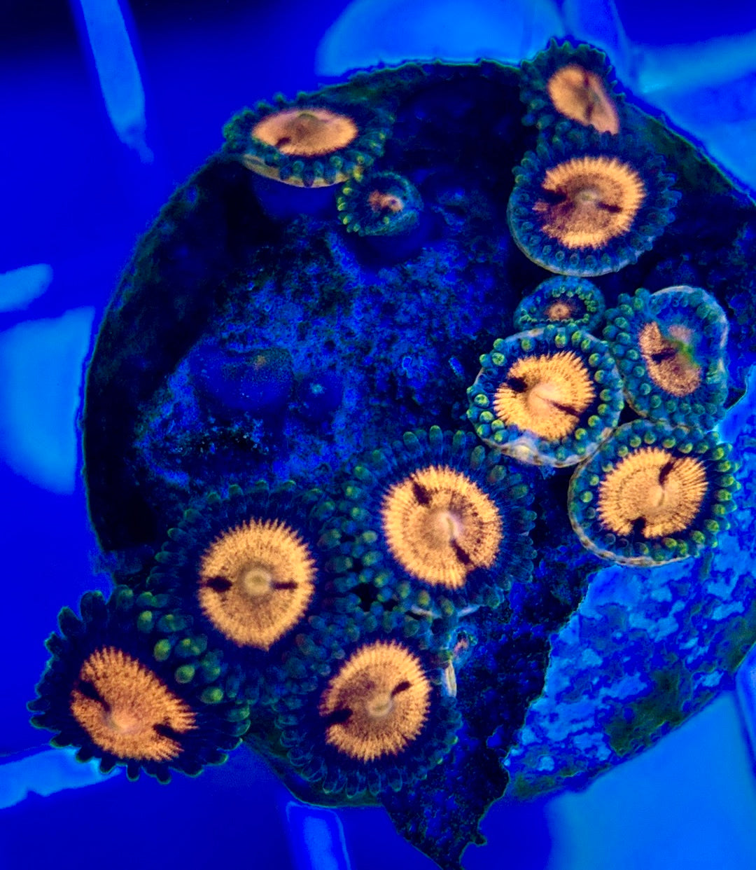 Aquacultured Zoanthids/Playthoa AZP050207 WYSIWYG