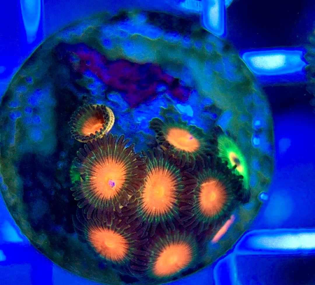 Aquacultured Zoanthids/Playthoa AZP050208 WYSIWYG