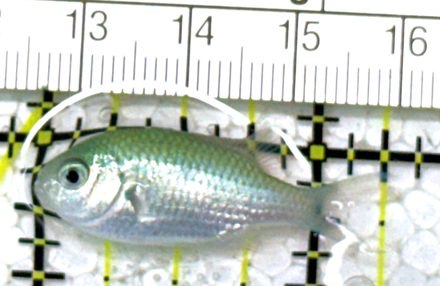 Green Chromis Fish GCF122901 WYSIWYG Size: S 1.25" approx