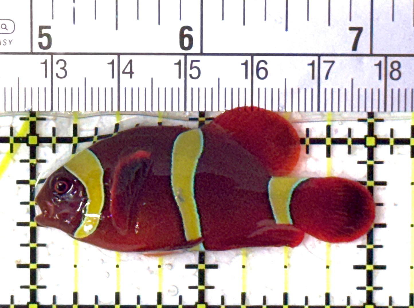 Gold Bar Maroon Clownfish Bali Grade A (Wild Caught) GBMCBGA122902 WYSIWYG Size: M 2" approx