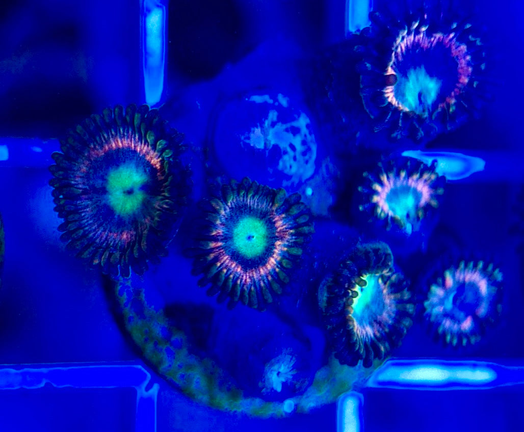 Aquacultured Zoanthids/Playthoa AZP050209 WYSIWYG