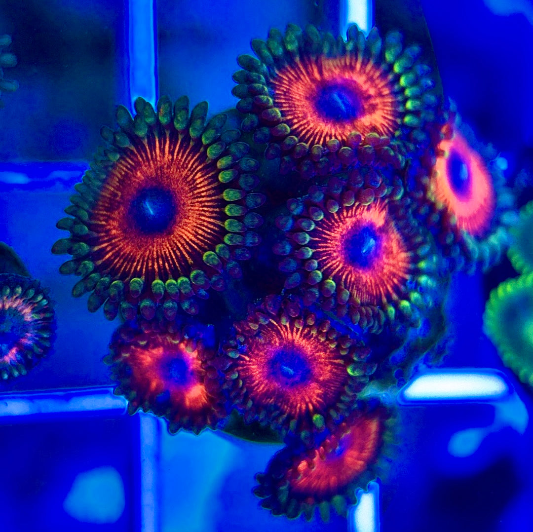 Aquacultured Zoanthids/Playthoa AZP050210 WYSIWYG