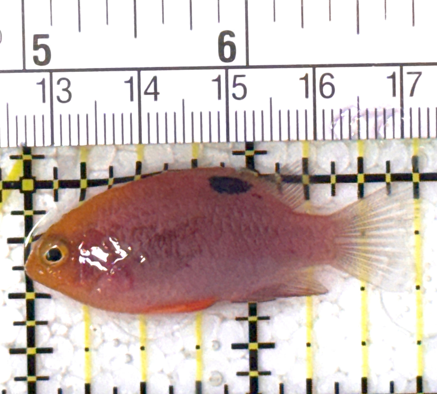 Talbot's Damselfish TD122901 WYSIWYG Size: S 1.75" approx