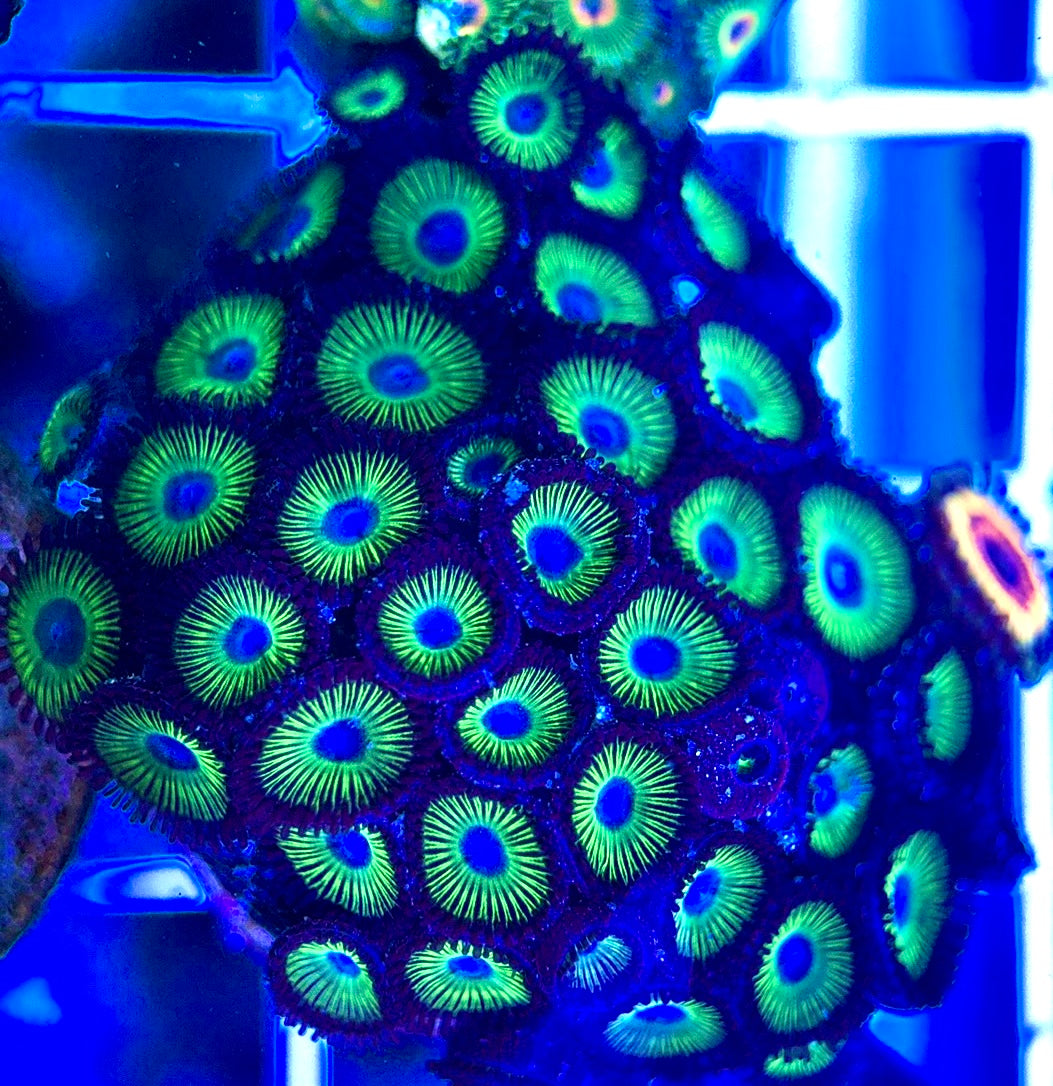 Aquacultured Zoanthids/Playthoa AZP050212 WYSIWYG