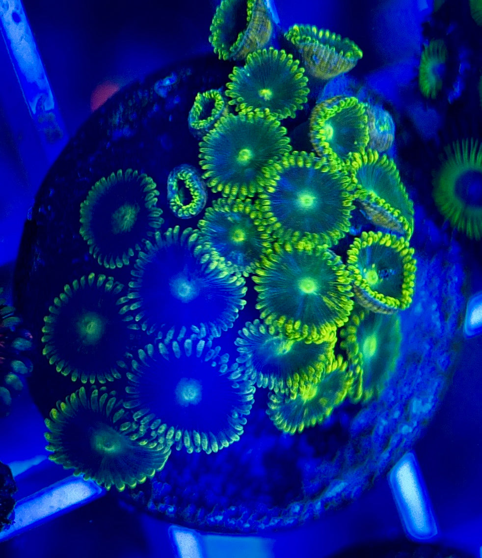 Aquacultured Zoanthids/Playthoa AZP050211 WYSIWYG
