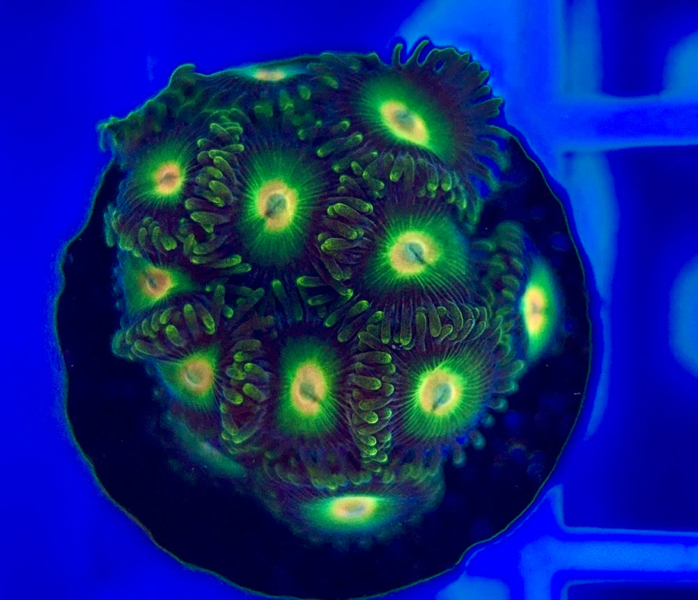 Aquacultured Zoanthids/Playthoa AZP050201 WYSIWYG