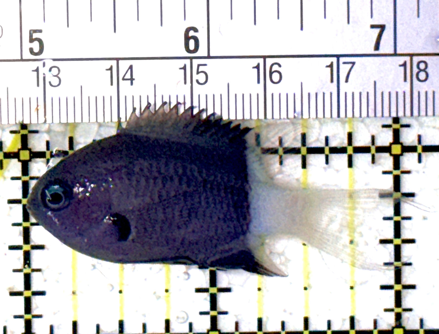 Bicolor Chromis BC122901 WYSIWYG Size: S 2" approx