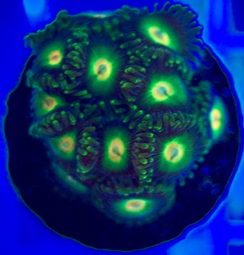Aquacultured Zoanthids/Playthoa AZP050201 WYSIWYG